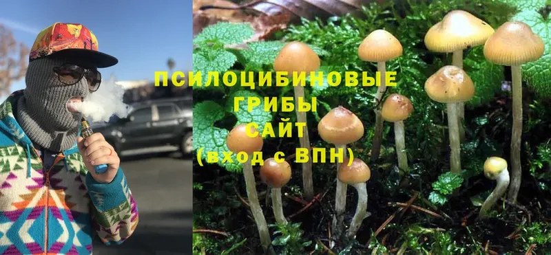 Псилоцибиновые грибы Psilocybine cubensis  Санкт-Петербург 